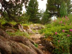 2013-08-18_Regina-F-Rau_Schachen_Alpengarten (799).JPG
